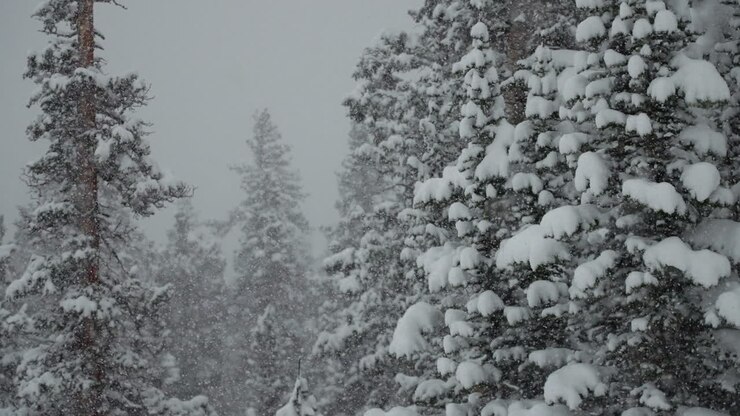 Backcountry Berthoud Pass Colorado super slow motion snowing snowy spring winter wonderland blizzard white out deep snow powder on pine tree national forest Rocky Mountains static shot