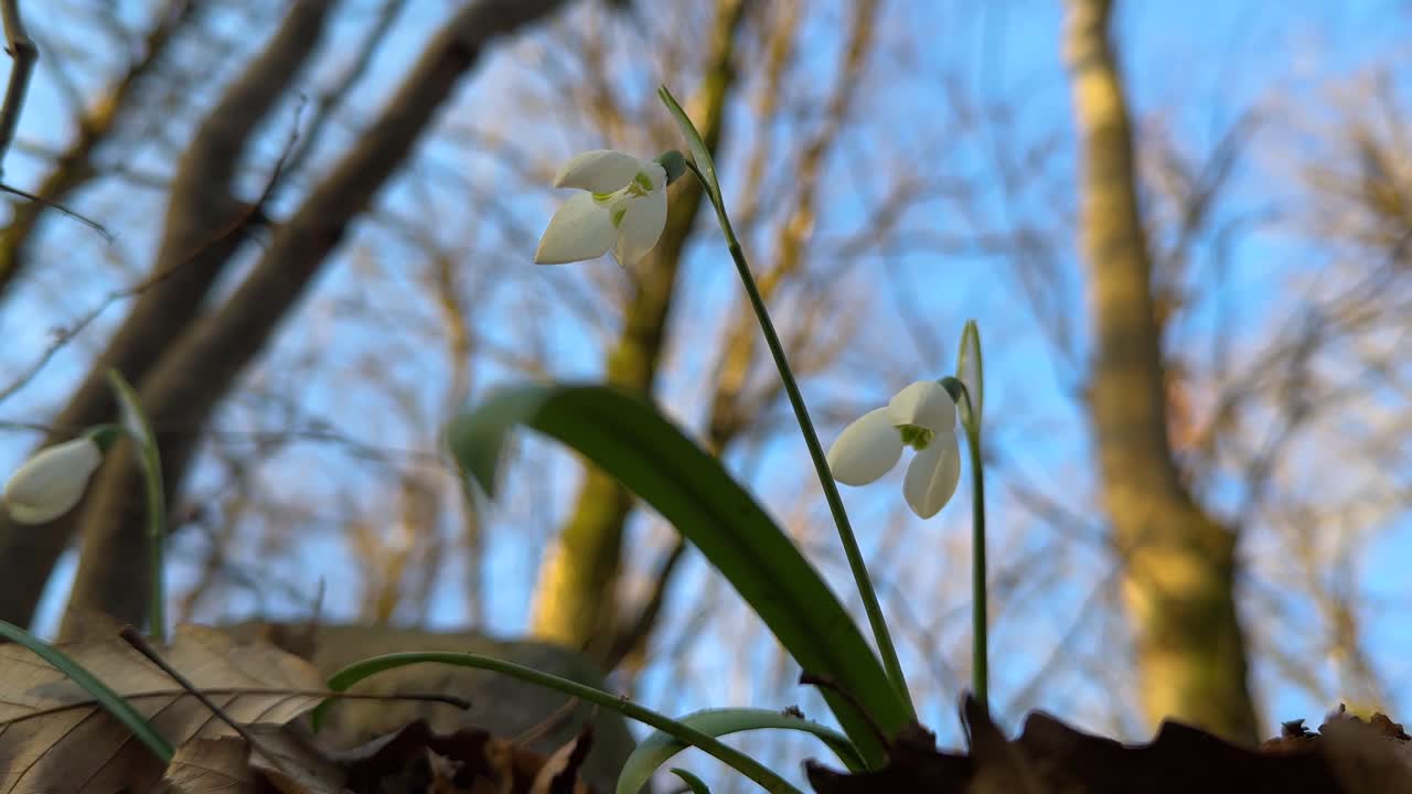 Snowdrop forest Hyrcanian nature Iran flower bud spring season beautiful blossom botany design foliage fresh garden grass green landscape leaf leaves natural natural background outdoors in mazandaran