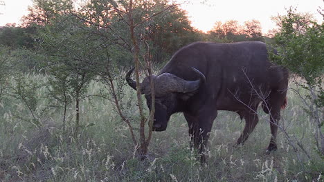 un búfalo africano del cabo que le pica frotando sus cuernos y su cabeza contra una pequeña acacia para aliviarse