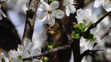 slowmotion of bees polinating white blossom tree in the spring time