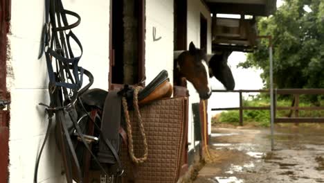 horses in stable in the countryside