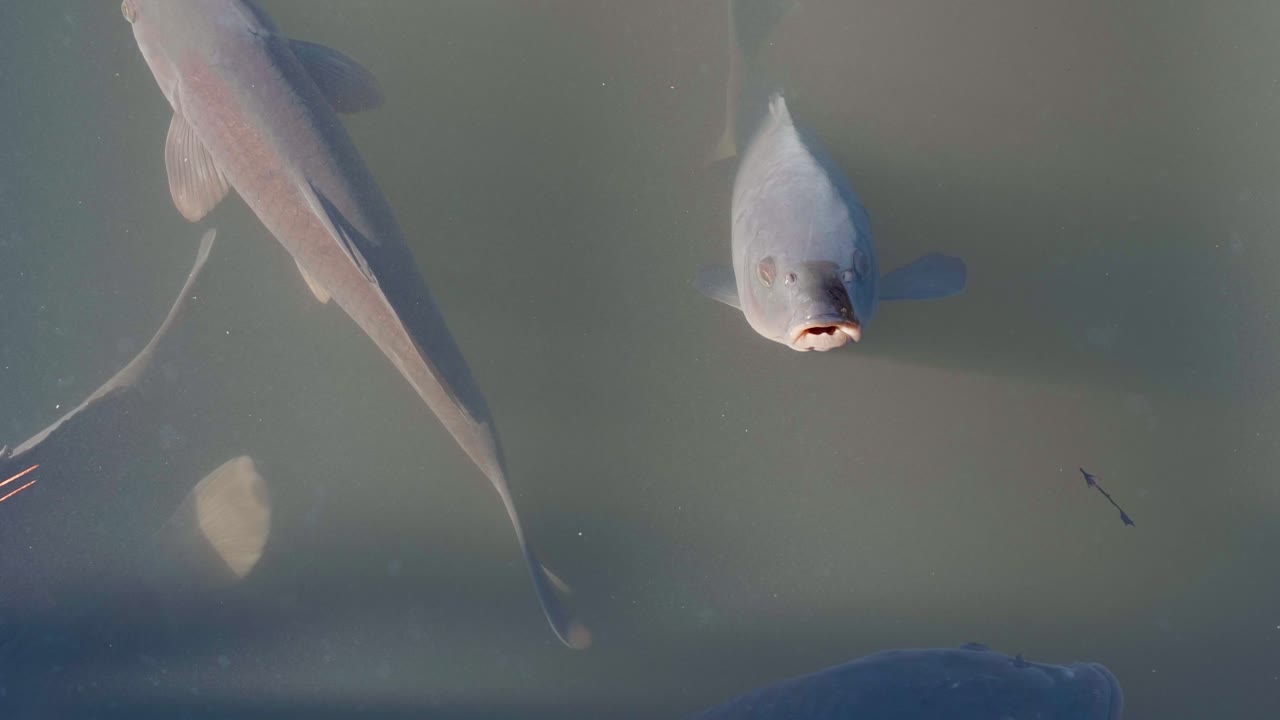 Koi at a Japanese garden in one of the city parks in Tokyo Japan.