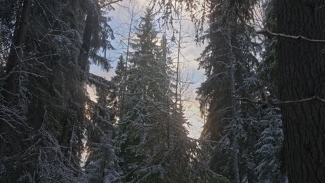 Pinos-Del-Bosque-De-Invierno-Con-Nieve-En-Ramas-Y-Rayos-De-Sol-Y-Cielo-Azul