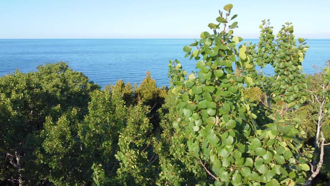 큰 호수 해안선에 있는 푸른 활기찬 나무들, 공중에서 볼 수 있는 모습