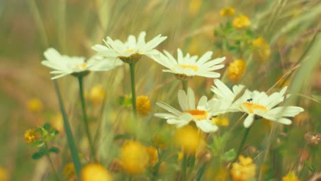 daisies and wildflowers in a soft, dreamy meadow. captures the essence of a serene summer day and natural beauty.