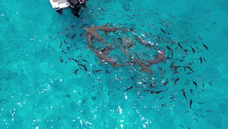 aerial top down of nurse shark and small fish swimming freely in the maldive indian ocean blue turquoise water paradise
