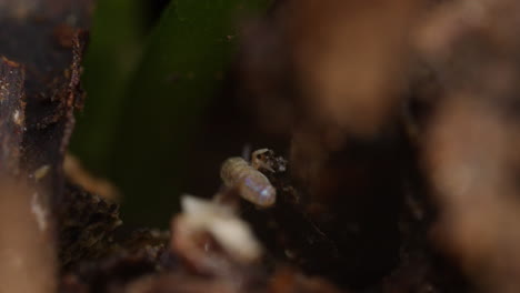 Tiny-springtail-Lepidocyrtinae-scurries-through-forest-floor-detritus,-macro