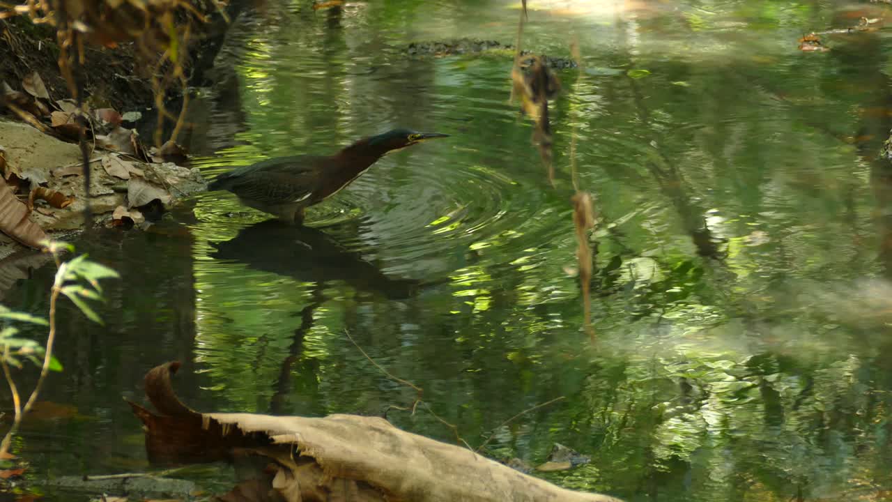 Airone verde esotico che cammina lentamente in uno stagno d'acqua, in una foresta tropicale di Panama.