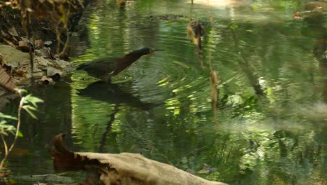 Exotischer-Grüner-Reiher,-Der-Langsam-In-Einen-Wasserteich-In-Einem-Tropischen-Wald-In-Panama-Geht