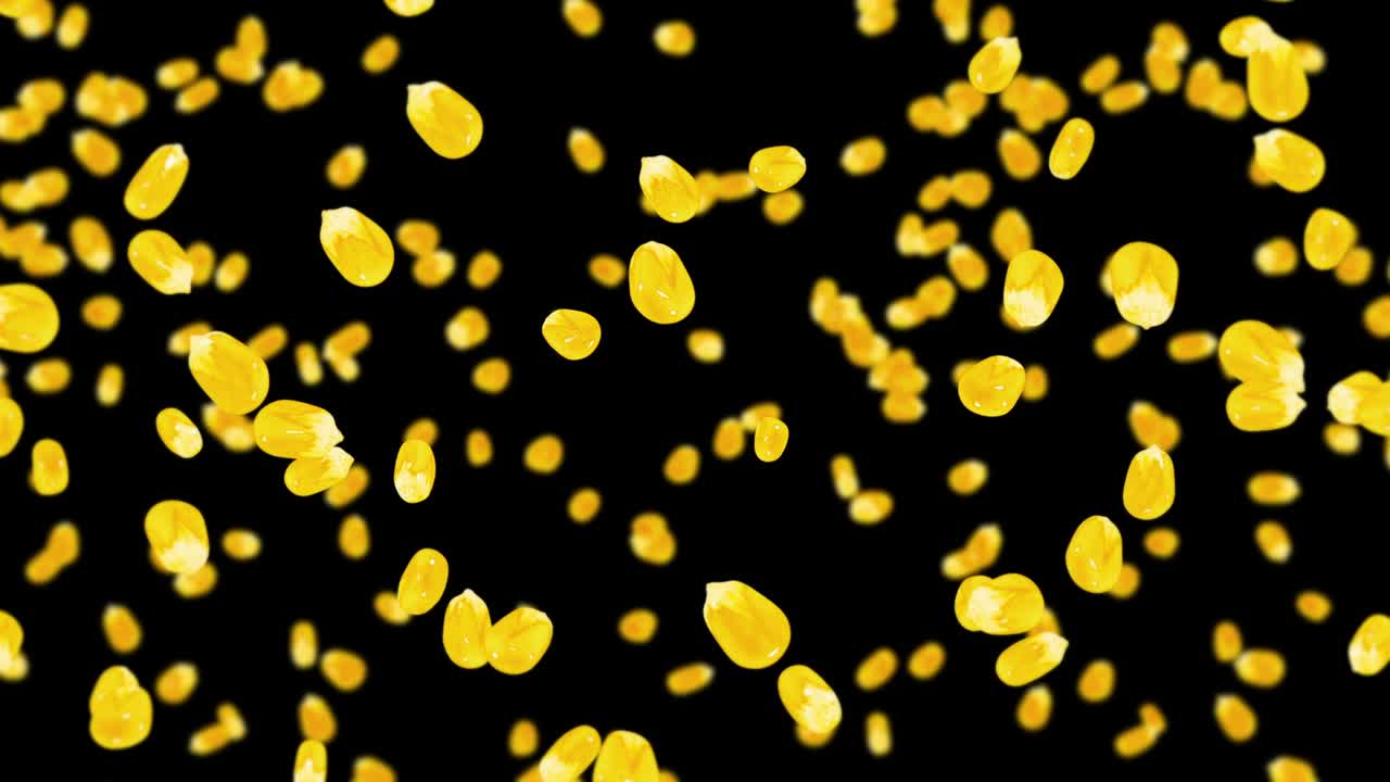 검은색 바탕에 많은 옥수수 어리를 날려. 노란색 달한 옥수스 씨. 채식주의자. 건강한 음식. 옥수수가 회전하는 3d 루프 애니메이션.