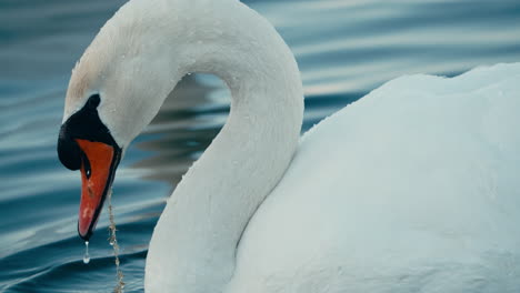 Cisne-Mudo-Forrajeando-Y-Comiendo-Comida-Bajo-El-Agua-Del-Lago-En-Países-Bajos