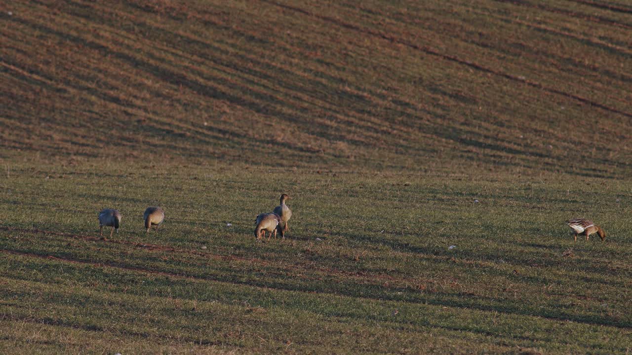 una gran bandada de gansos albifrones de frente blanca en el campo de trigo de invierno durante la migración de primavera
