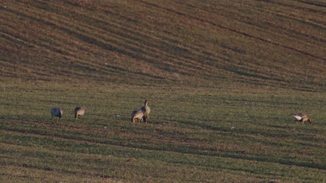 Una-Gran-Bandada-De-Gansos-Albifrones-De-Frente-Blanca-En-El-Campo-De-Trigo-De-Invierno-Durante-La-Migración-De-Primavera