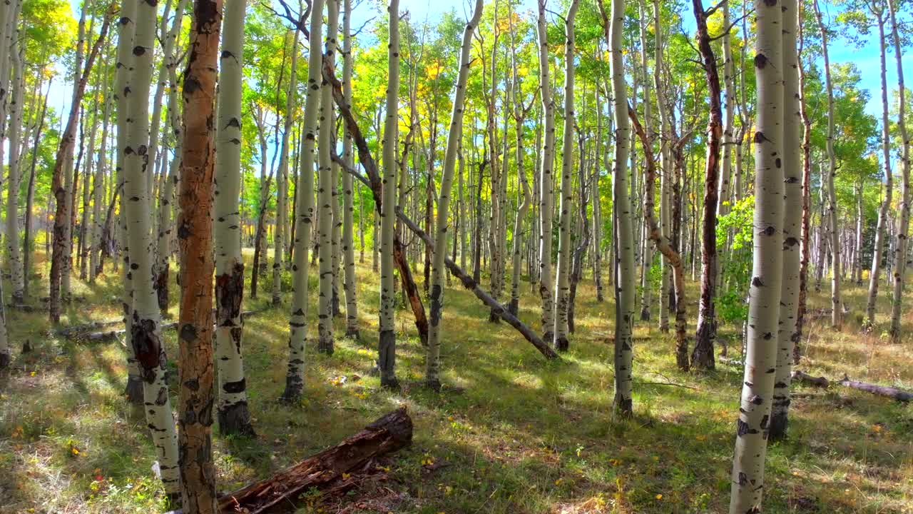 Mt Shavano campground trailhead Kebler Pass Crested Butte Paonia dense tall mature Aspen Tree forest Colorado aerial drone ground level early morning sun blue sky fall autumn upwards