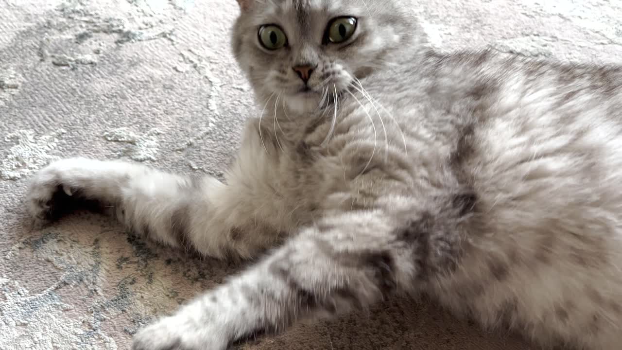 친밀한 귀여운 페르시아 고양이가 회색 카 ⁇ 에 누워 슬로우 모션