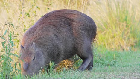 La-Especie-De-Roedor-Más-Grande,-Capibara-Madre-Embarazada-Salvaje,-Hydrochoerus-Hydrochaeris-Avistada-Alimentándose-De-Vegetación-Verde-En-La-Orilla-Del-Río-Rodeada-De-Moscas-Con-La-Hermosa-Luz-Del-Sol-De-La-Tarde