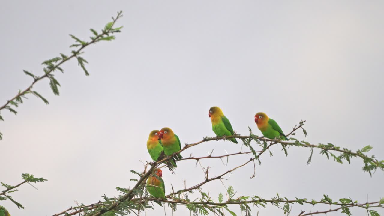 Fischer's lovebird perched on a tree