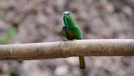 el abejaruco de barba azul se encuentra en la península de malaya, incluida tailandia, en claros de bosques particulares
