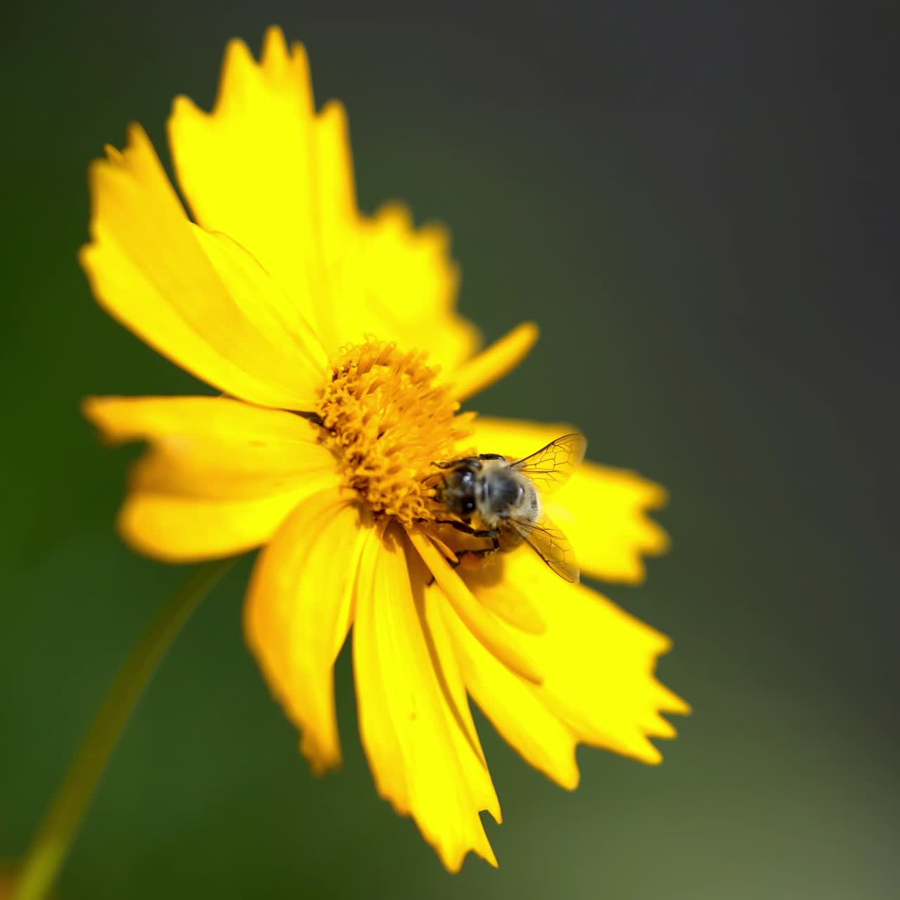 Coreopsis. Fiore con ape, impollinazione.
