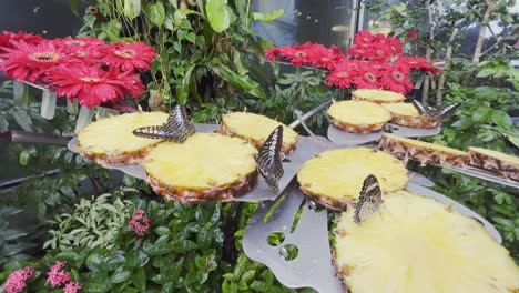 immagine ravvicinata di un gruppo di farfalle sedute su pezzi di ananas appena affettati durante il giorno