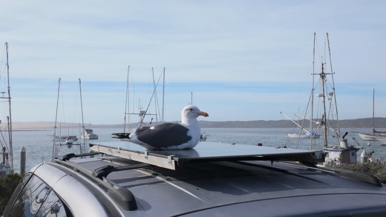 Gimbal wide booming up shot of a seagull perched on a car at a marina in Morro Bay, California. 4K