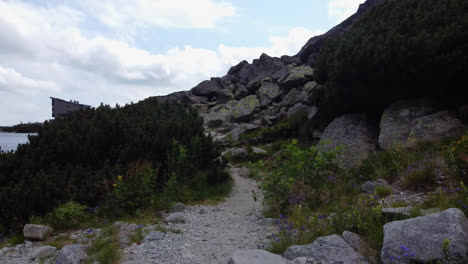 natural trail with rocks, green plants, and grasses at the high tatras in slovakia