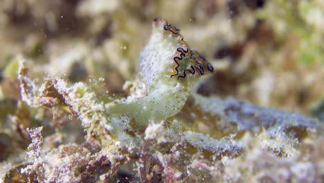 A-colorful-sea-slug-underwater