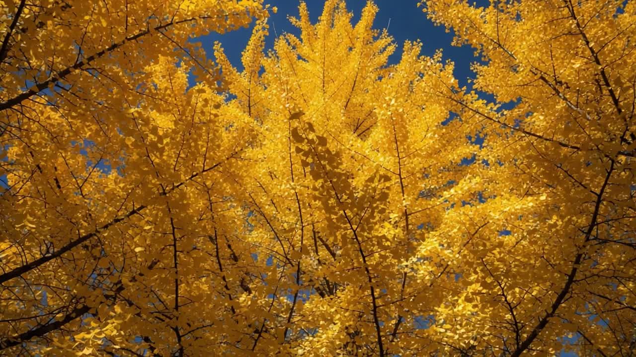 A breathtaking view of vibrant golden leaves glowing against a bright blue sky, showcasing the beauty of nature during autumn season. The striking colors invite tranquility