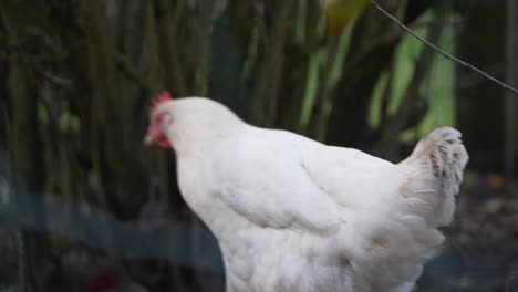 close up view of white hen walking around the yard with plants