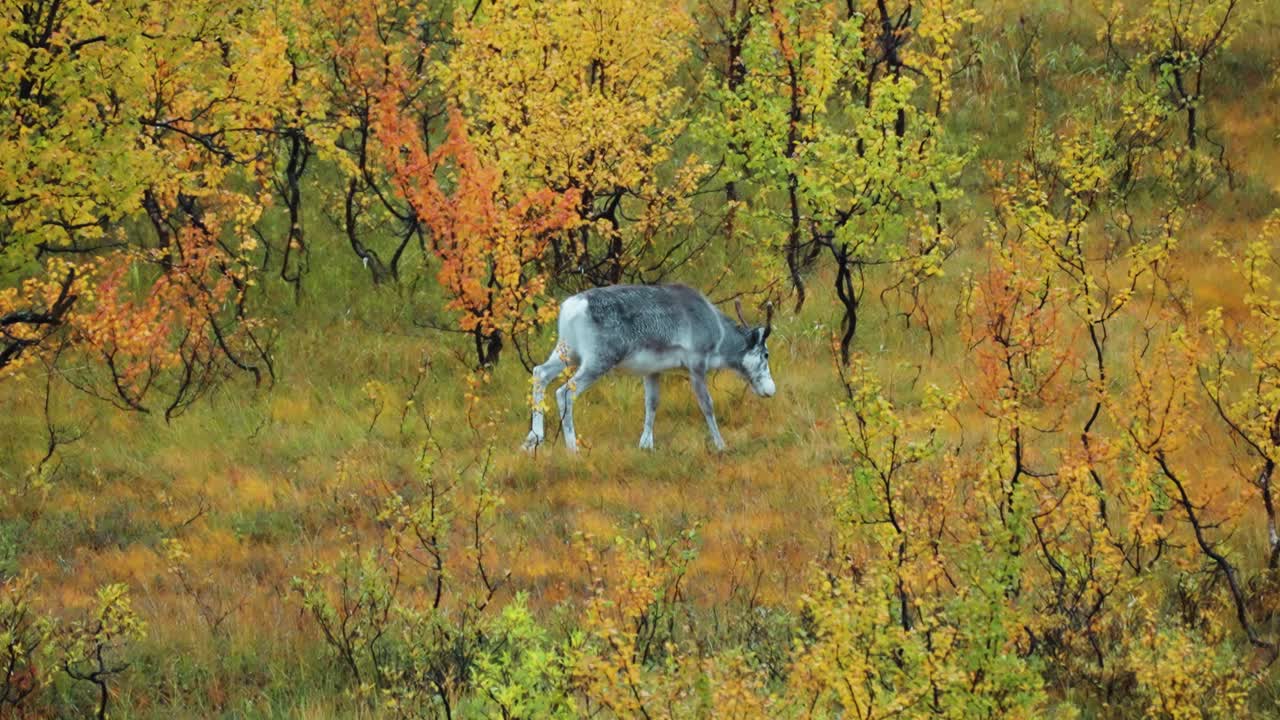 Un cucciolo di renna attraversa il paesaggio della tundra autunnale.