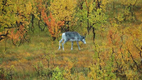 Ein-Rentierkalb-Spaziert-Durch-Die-Herbstliche-Tundralandschaft