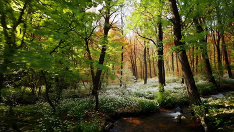 autumn forest with snow