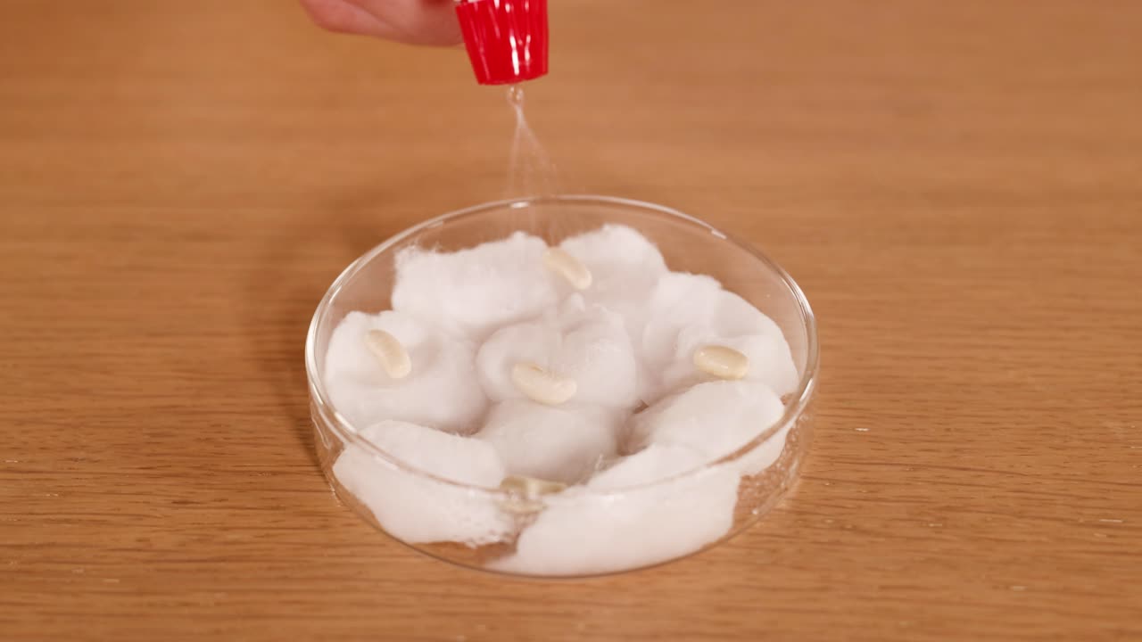 A hand waters seeds in a petri dish with cotton wool, demonstrating a scientific experiment