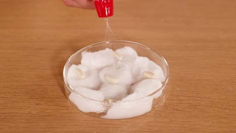 a hand waters seeds in a petri dish with cotton wool, demonstrating a scientific experiment