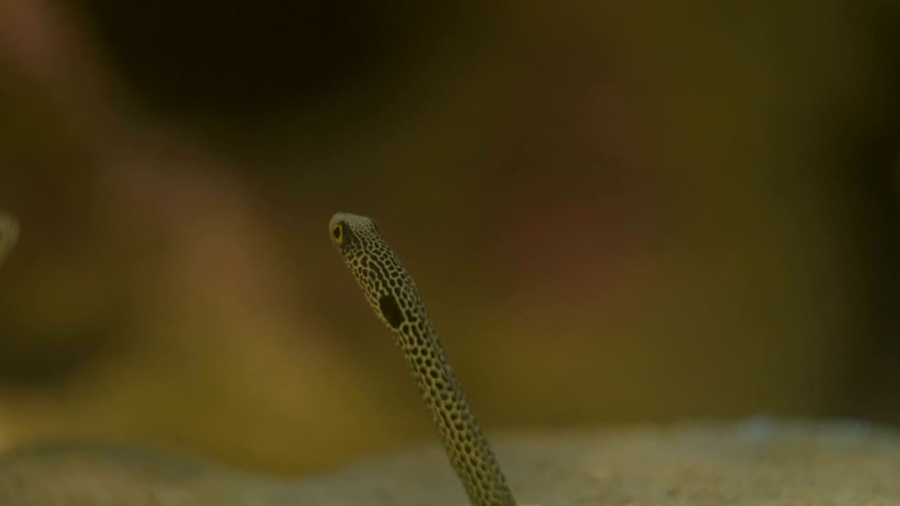 пятнистый садовый угорь с его типичными черными пятнами