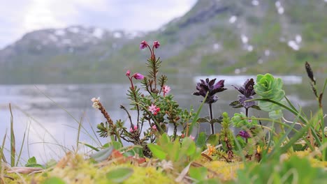 tundra ártica. hermosa naturaleza paisaje natural de noruega. la vegetación de la tundra está compuesta por arbustos enanos, setas, hierbas, musgos y líquenes.