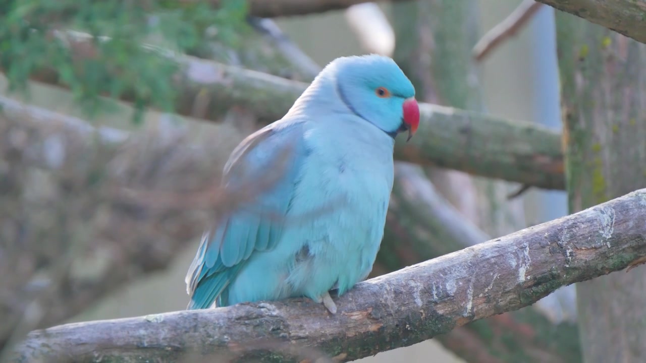 Blauwe vogel zit op een tak