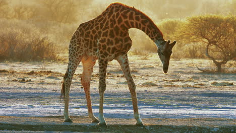 giraffe looking around and bending down to drink at the waterhole during sunset in botswana, south africa