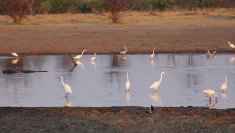 extreme wide shot of a waterhole with birds fishing in khwai botswana