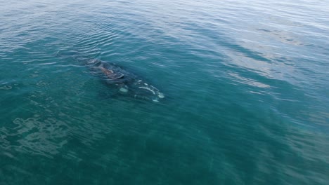 Toma-Amplia-De-Una-Hermosa-Ballena-Nadando-Pacíficamente-Cerca-De-Su-Pantorrilla---Toma-Aérea