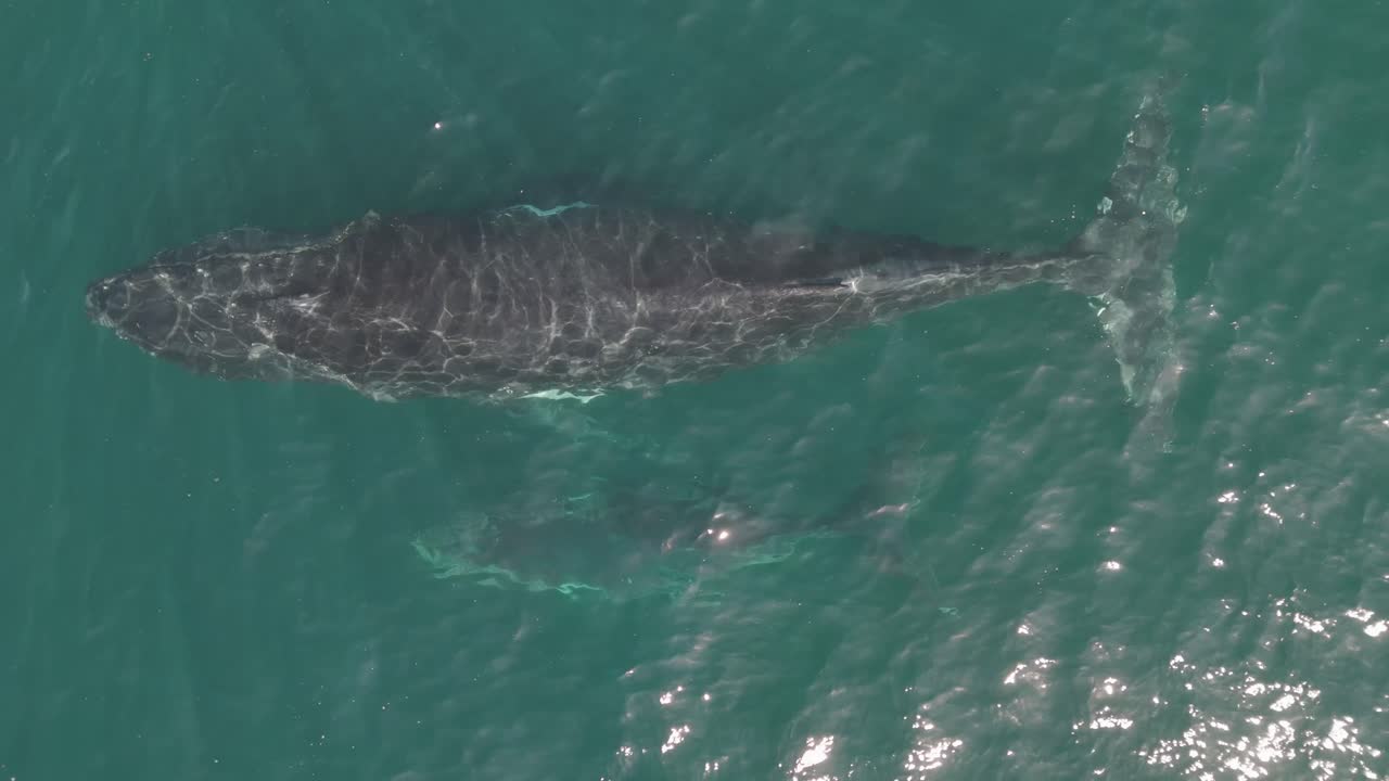 Aerial Top-Down Close-Up of Humpback Whales and Calf Near Sydney Coastline – Stunning Drone Footage of Ocean Wildlife Along Australia’s Scenic Shoreline