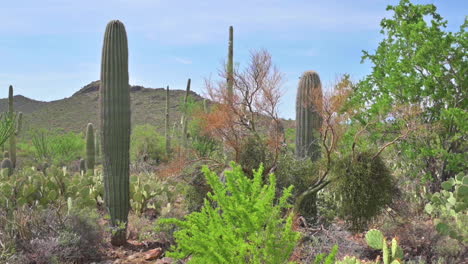 variety of cactus at arizona-sonora desert museum