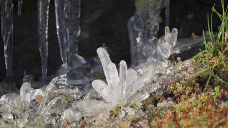 Gras-Und-Kleine-Pflanzen,-Die-Mit-Ie-Glasiert-Sind,-Bilden-Stalagmiten-Auf-Dem-Moosbedeckten-Boden