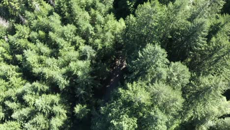 VW Van vintage van driving through forest aerial view 4k drone