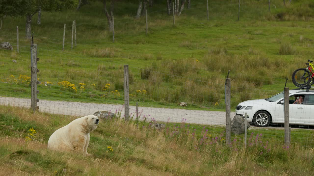 Polar bear sits in grassy enclosure as car with bicycles drives by, daylight, static camera