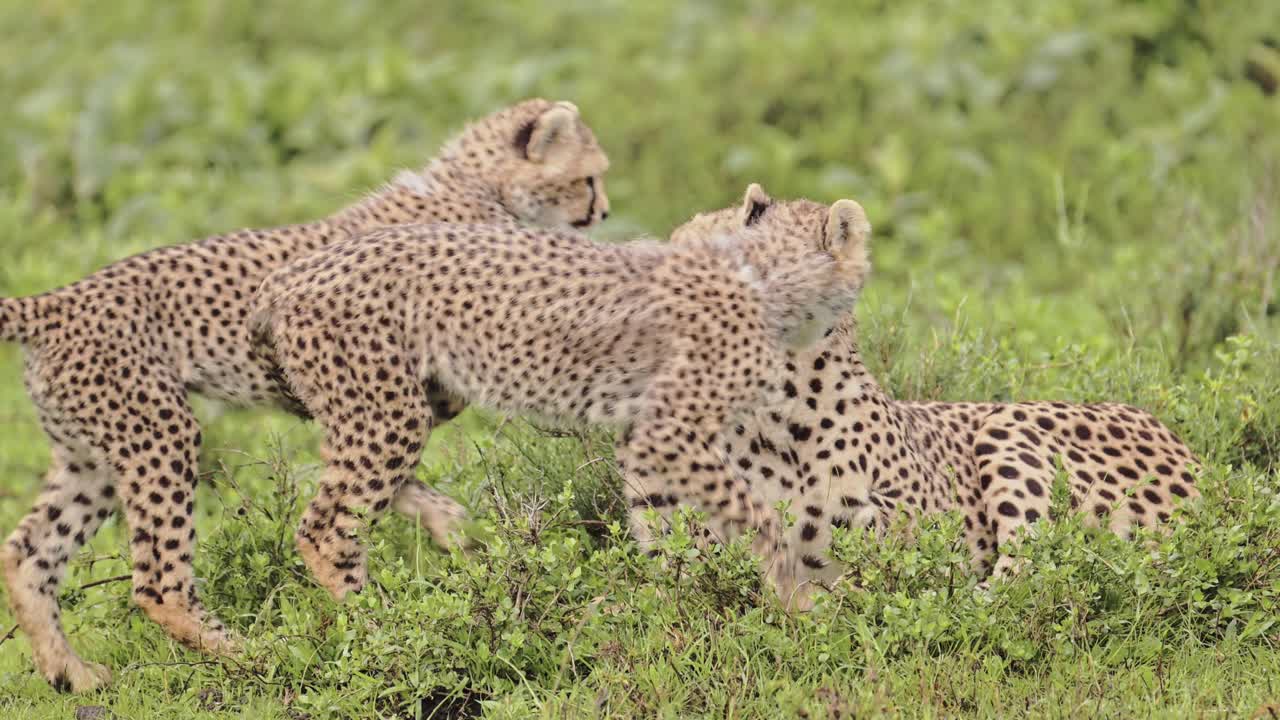 Slow Motion Cheetah Cubs Playing with Mother, Cute Playful Baby Cheetahs in Serengeti Tanzania in Africa, Serengeti National Park African Wildlife on Safari Animals Game, Rough and Tumble