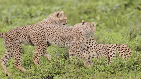 slow motion cheetah cubs playing with mother, cute playful baby cheetahs in serengeti tanzania in africa, serengeti national park african wildlife on safari animals game, rough and tumble