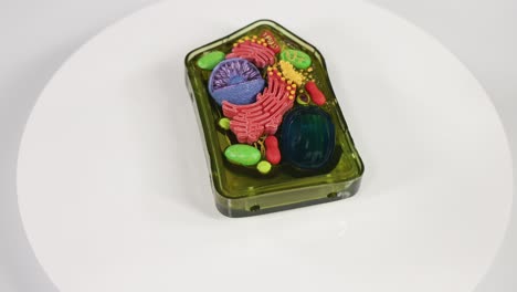 a rotating 3d model of a plant cell