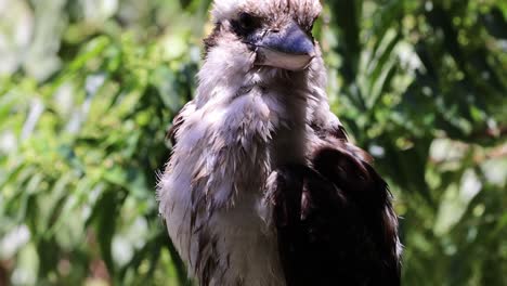 a kookaburra cleans and fluffs its feathers.