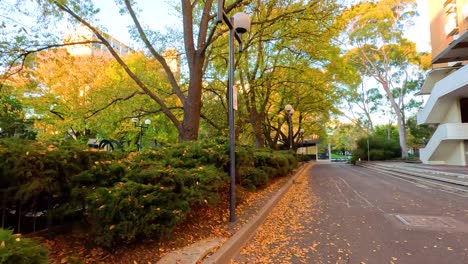 scenic pathway with autumn leaves and trees